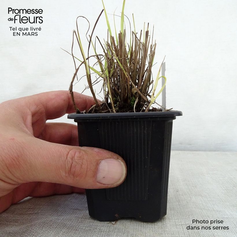 Example of Sorghastrum nutans - Indianergras Kleine Töpfe von 8/9 cm as you get in printemps