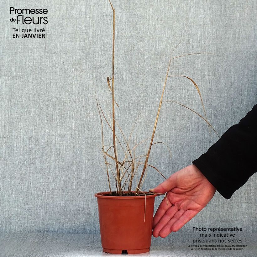 Exemplar von Sorghastrum nutans Sioux Blue - Indianergras Topf mit 1L/1,5L wie im Winter geliefert