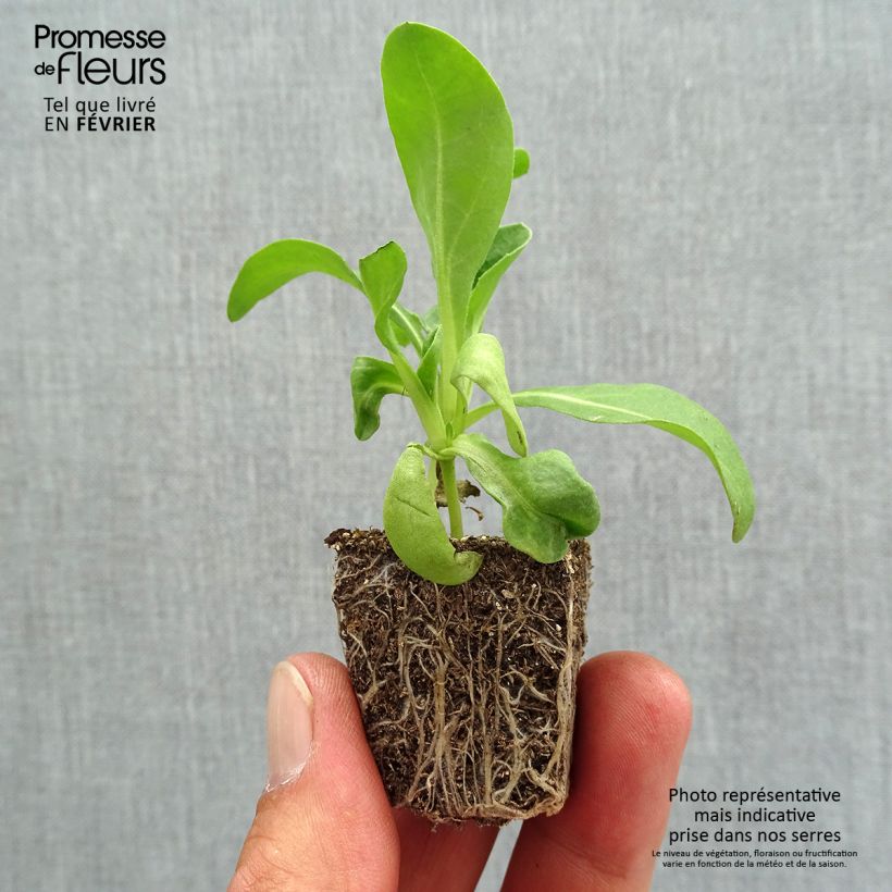 Exemplar von Ringelblume Gitane Orange - Calendula officinalis Jardi-Plug: Wurzelballen 3,8 cm x 3,2 cm in Anzuchtplatte à 15 Stück. wie im Herbst geliefert