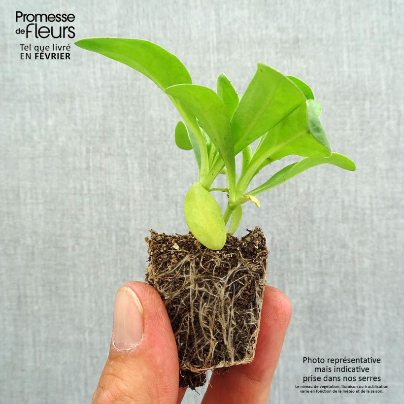 Exemplar von Ringelblume Gitana Yellow - Calendula officinalis Jardi-Plug: Wurzelballen 3,8 cm x 3,2 cm in Anzuchtplatte à 15 Stück. wie im Herbst geliefert