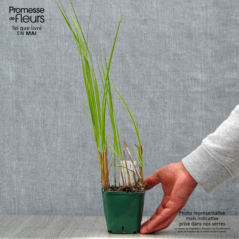 Exemplar von Spartina pectinata Aureomarginata - Goldrand-Schilf Kleine Töpfe von 8/9 cm wie im Frühjahr geliefert