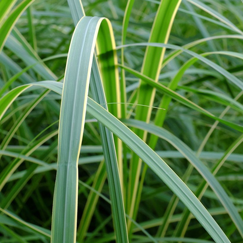 Spartina pectinata Aureomarginata - Goldrand-Schilf (Foliage)