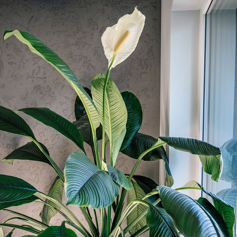 Spathiphyllum Sensation (Wuchs)