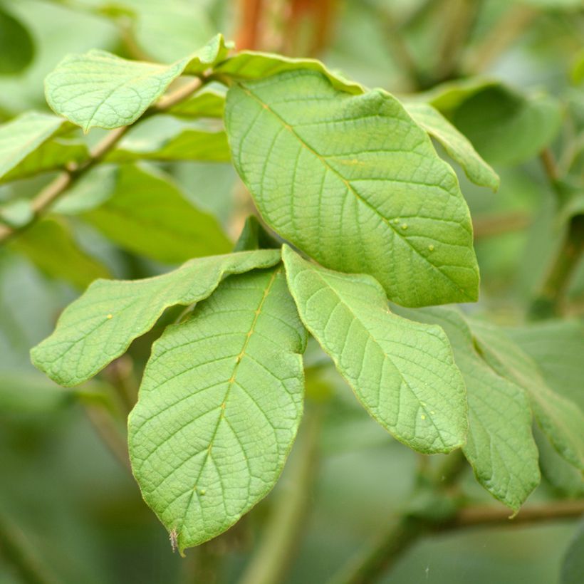Spathodea campanulata - Afrikanischer Tulpenbaum (Laub)