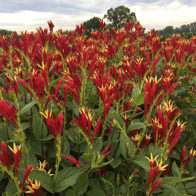 Spigelia marilandica Little Red Head - Spigélie du Maryland (Flowering)