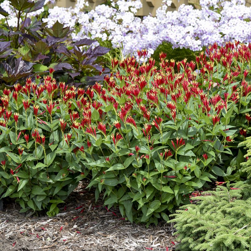 Spigelia marilandica Little Red Head - Spigélie du Maryland (Plant habit)