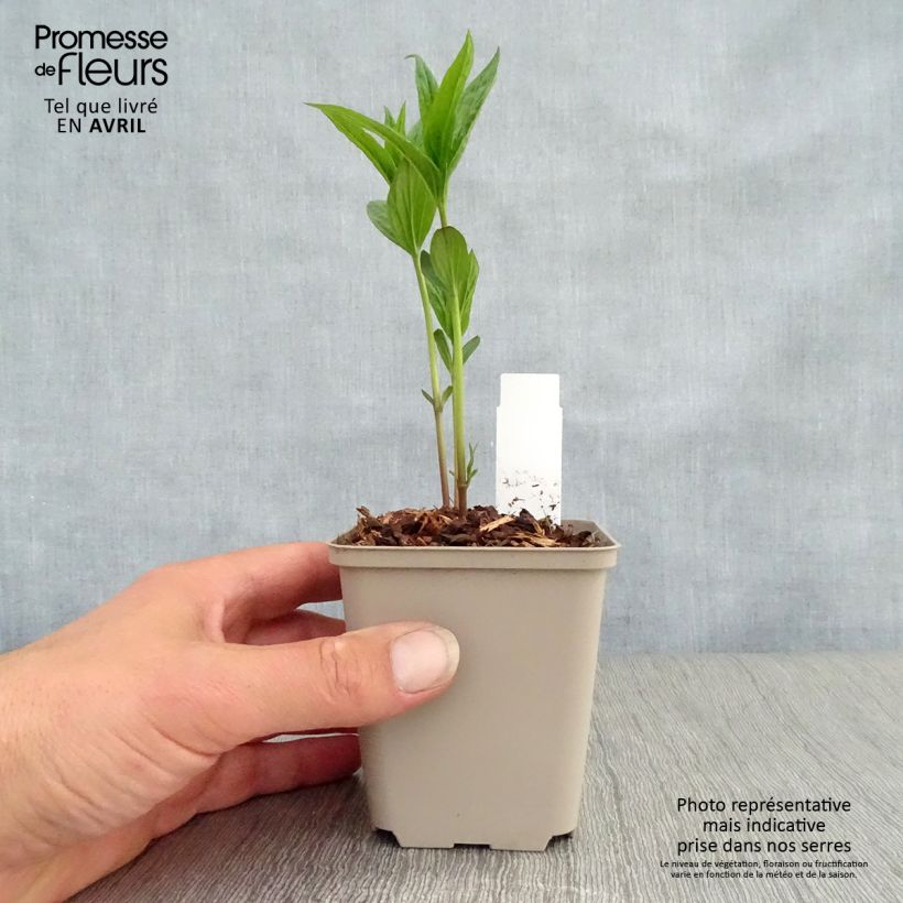 Exemplar von Spigelia marilandica Spigelia marilandica Kleine Töpfe von 8/9 cm wie im Frühjahr geliefert