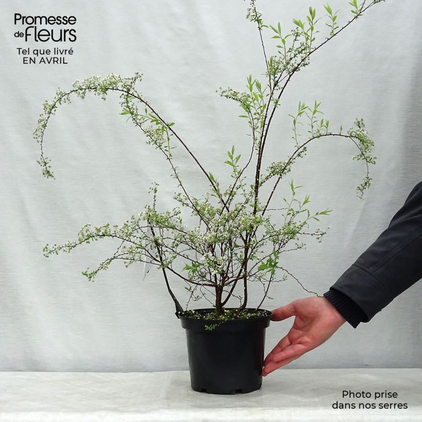Example of Braut-Spierstrauch Alba - Spiraea arguta Topf mit 3L/4L as you get in printemps