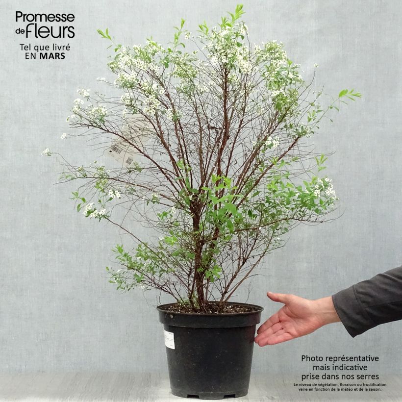 Example of Braut-Spierstrauch Alba - Spiraea arguta Topf mit 7,5L/10L as you get in printemps