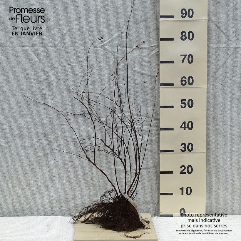 Example of Braut-Spierstrauch Alba - Spiraea arguta Wurzelnackt as you get in hiver