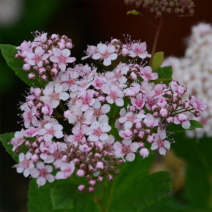 Birkenblättrige Spiere Pink Sparkler - Spiraea betulifolia (Flowering)