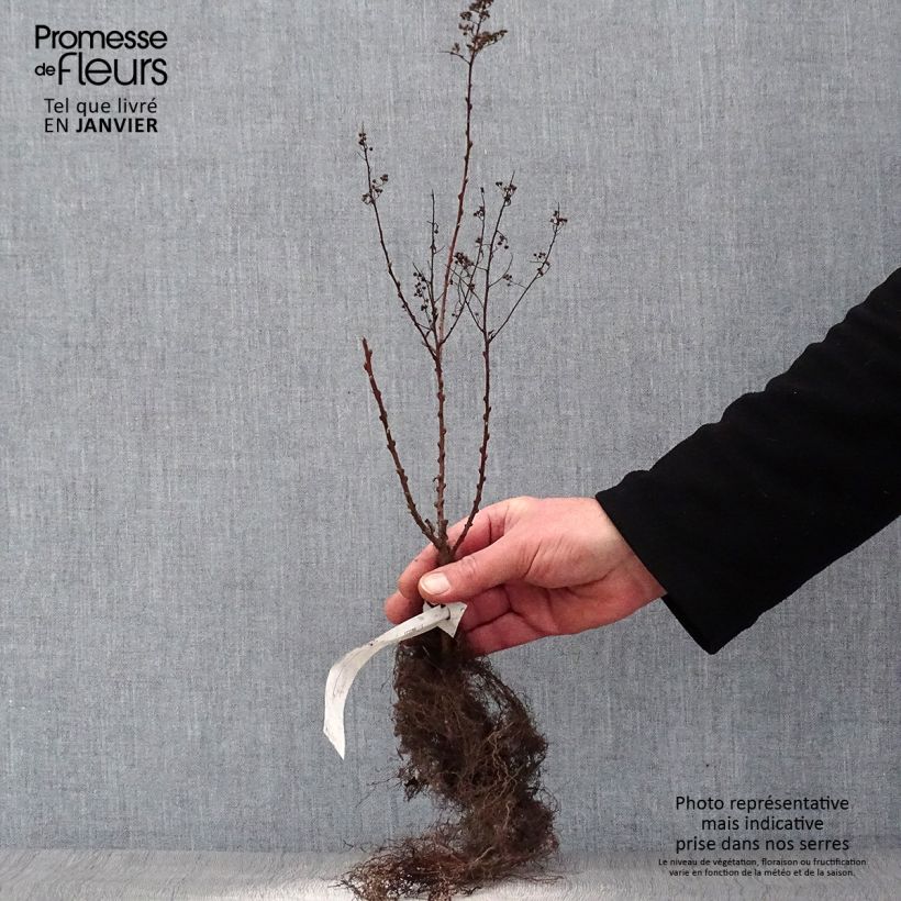 Exemplar von Billiards Spierstrauch - Spiraea billiardii Wurzelnackt wie im Winter geliefert