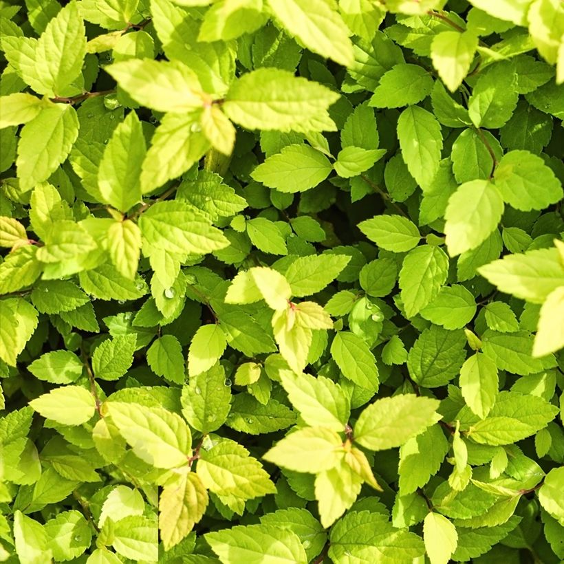 Gamander-Spierstrauch - Spiraea chamaedryfolia (Laub)