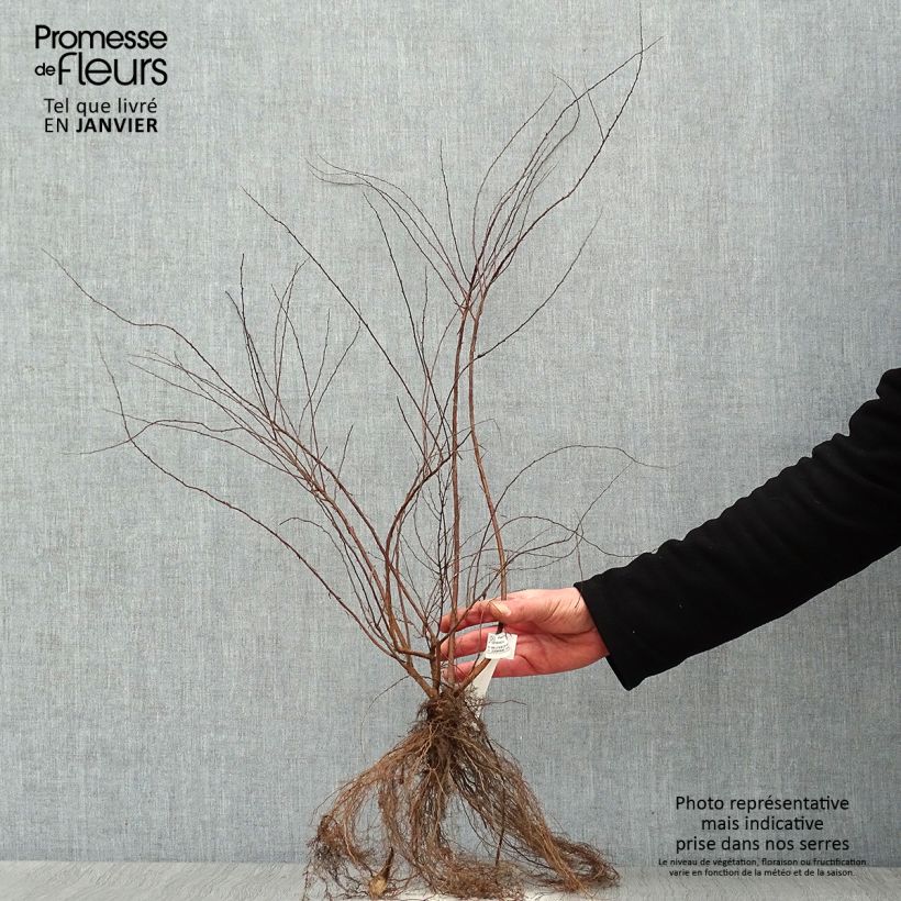 Exemplar von Weiße Rispenspiere Grefsheim - Spiraea cinerea Wurzelnackt wie im Winter geliefert