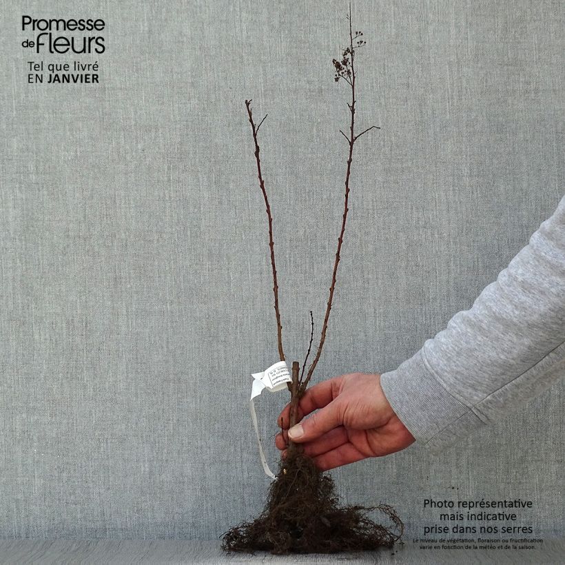 Exemplar von Douglas-Spierstrauch - Spiraea douglasii Wurzelnackt wie im Winter geliefert