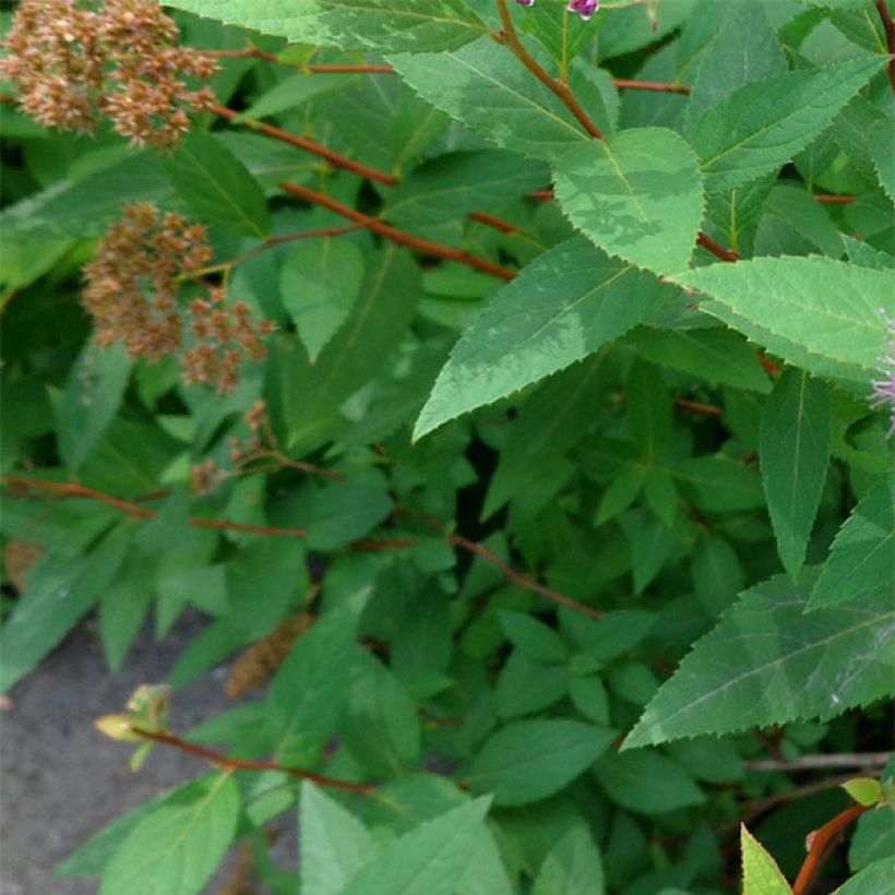 Sommerspiere Double Play Artist - Spiraea japonica (Foliage)
