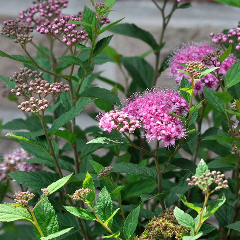 Sommerspiere Double Play Artist - Spiraea japonica (Flowering)