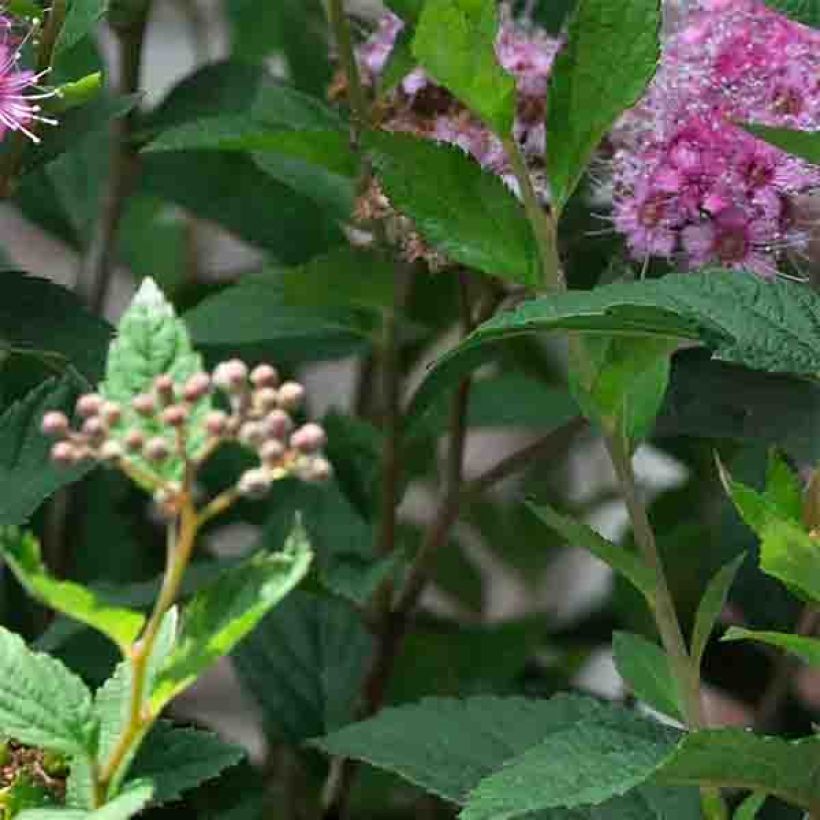 Sommerspiere Shirobana Genpei - Spiraea japonica (Foliage)