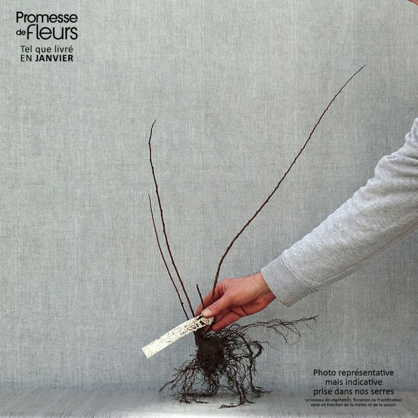 Example of Japanische Strauchspiere June Bride - Spiraea nipponica Wurzelnackt as you get in hiver