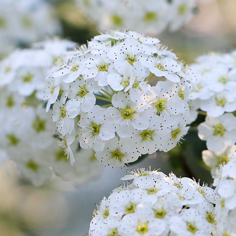 Japanische Strauchspiere June Bride - Spiraea nipponica (Flowering)