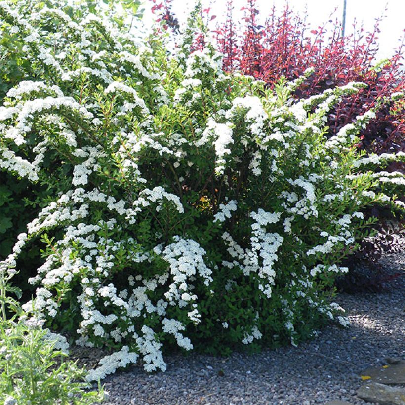 Japanische Strauchspiere Snowmound - Spiraea nipponica (Wuchs)