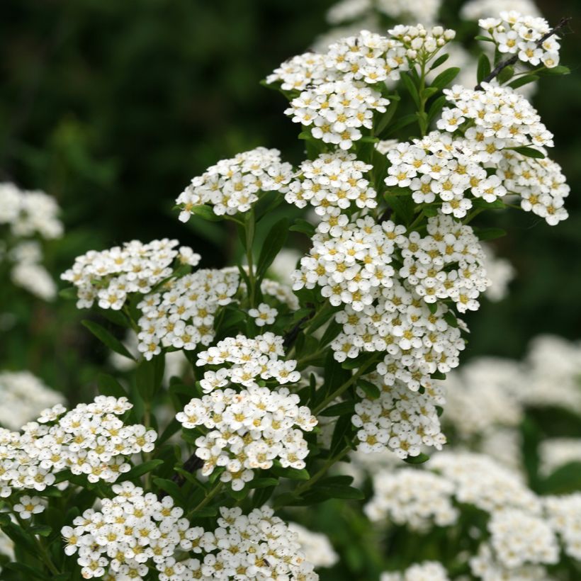 Japanische Strauchspiere Wedding Cake - Spiraea nipponica (Blüte)