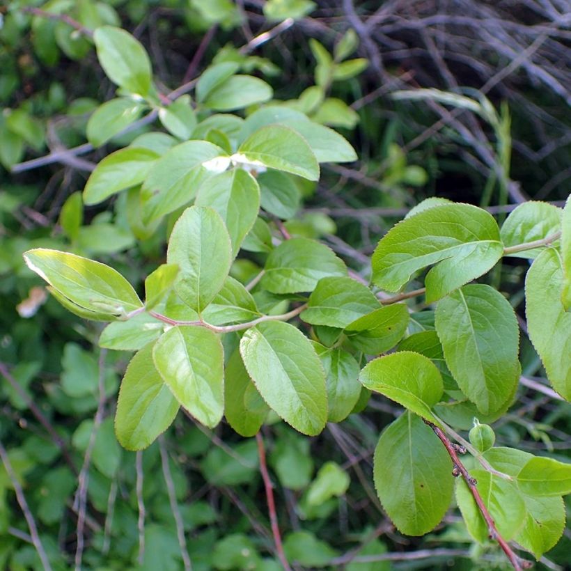 Pflaumenblättriger Spierstrauch - Spiraea prunifolia (Foliage)