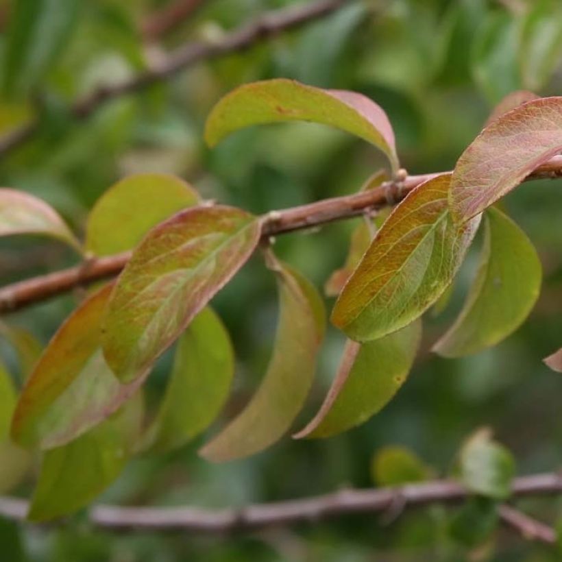 Pflaumenblättriger Spierstrauch Plena - Spiraea prunifolia (Foliage)