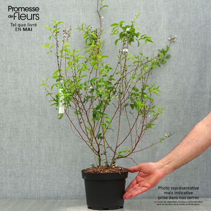 Example of Pflaumenblättriger Spierstrauch Plena - Spiraea prunifolia Topf mit 2L/3L as you get in printemps