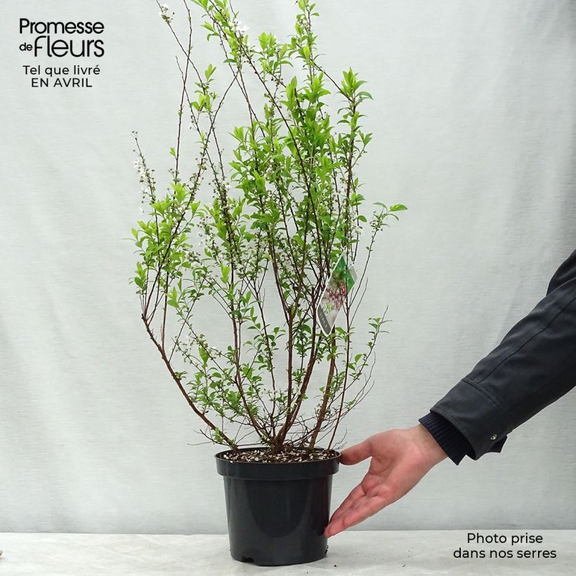 Example of Frühlingsspiere Fujino Pink - Spiraea thunbergii Topf mit 3L/4L as you get in printemps