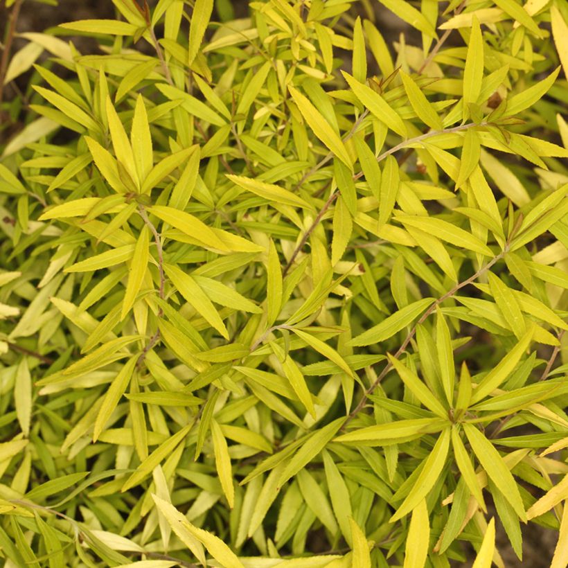 Frühlingsspiere Ogon - Spiraea  thunbergii (Foliage)