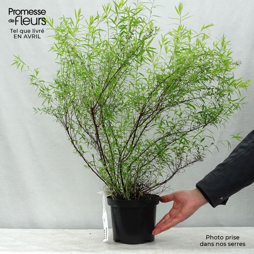 Example of Frühlingsspiere - Spiraea thunbergii Topf mit 3L/4L as you get in printemps