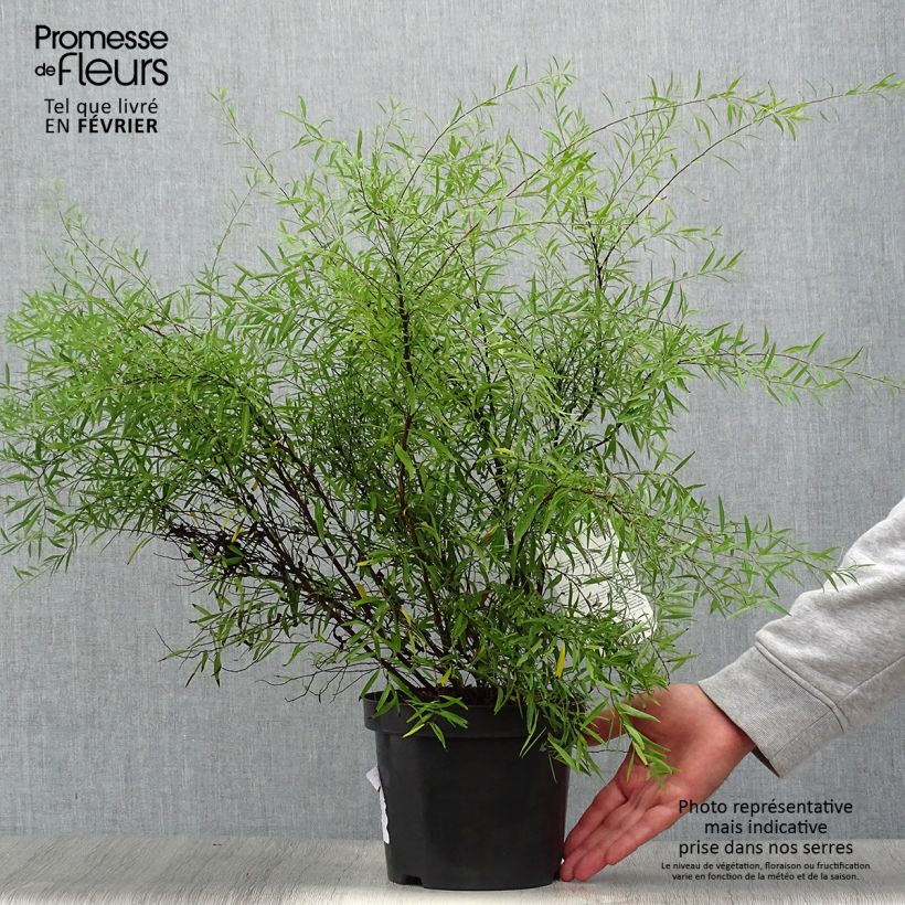 Exemplar von Frühlingsspiere - Spiraea thunbergii Topf mit 3L/4L wie im Herbst geliefert