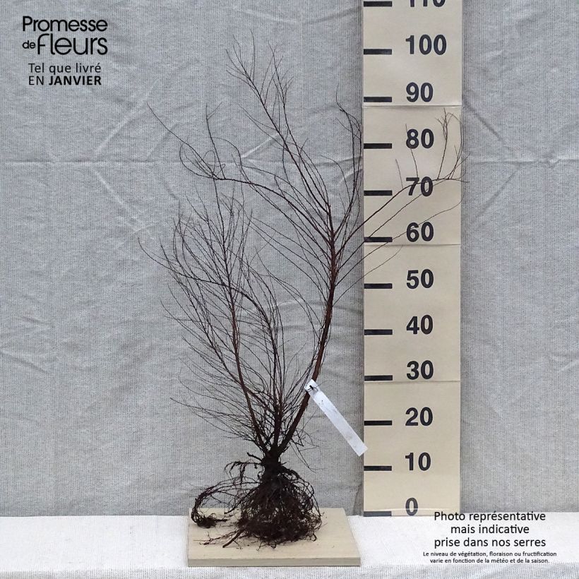 Example of Frühlingsspiere - Spiraea thunbergii Wurzelnackt as you get in hiver