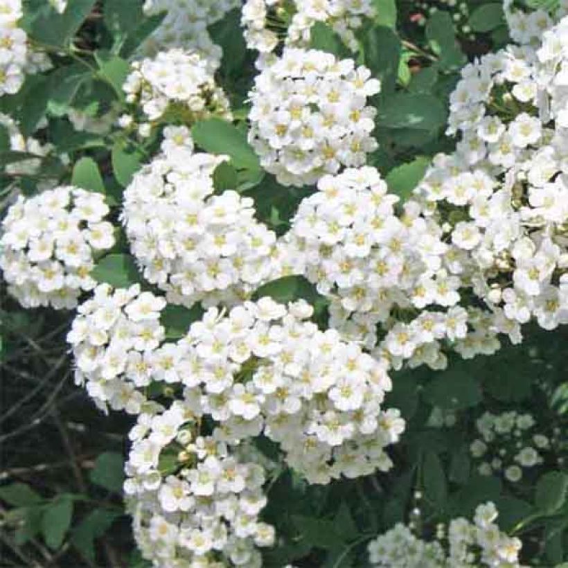 Spierstrauch - Spiraea vanhouttei (Flowering)