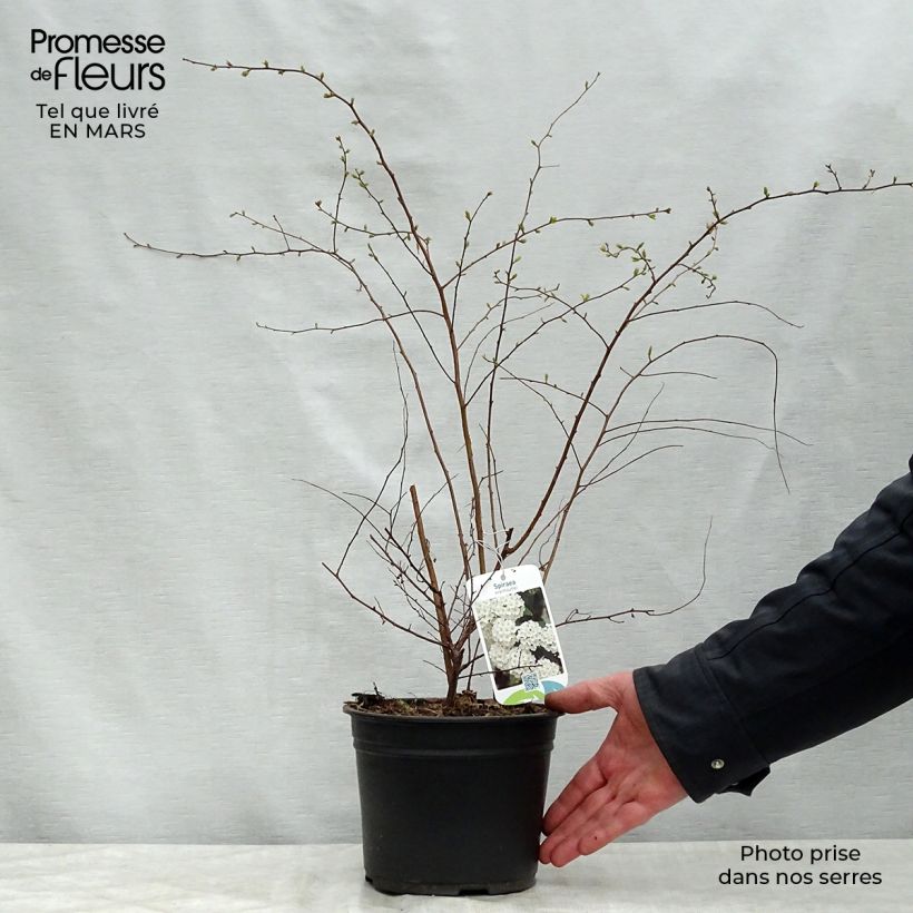Example of Spierstrauch - Spiraea vanhouttei Topf mit 2L/3L as you get in printemps