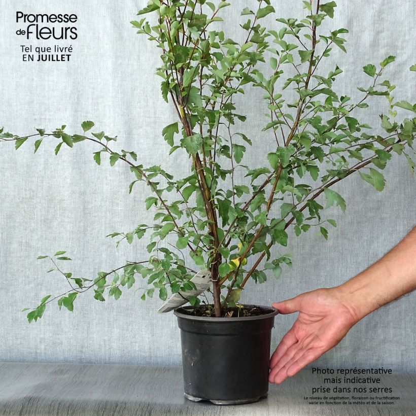 Exemplar von Spierstrauch - Spiraea vanhouttei Topf mit 2L/3L wie im Sommer geliefert