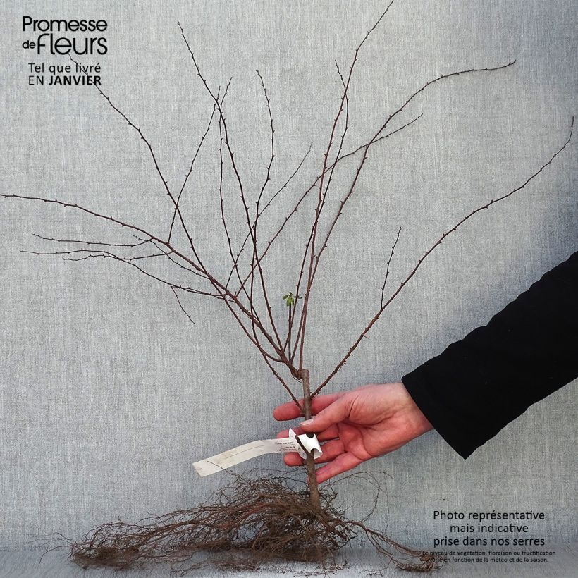 Example of Spierstrauch - Spiraea vanhouttei Wurzelnackt as you get in hiver