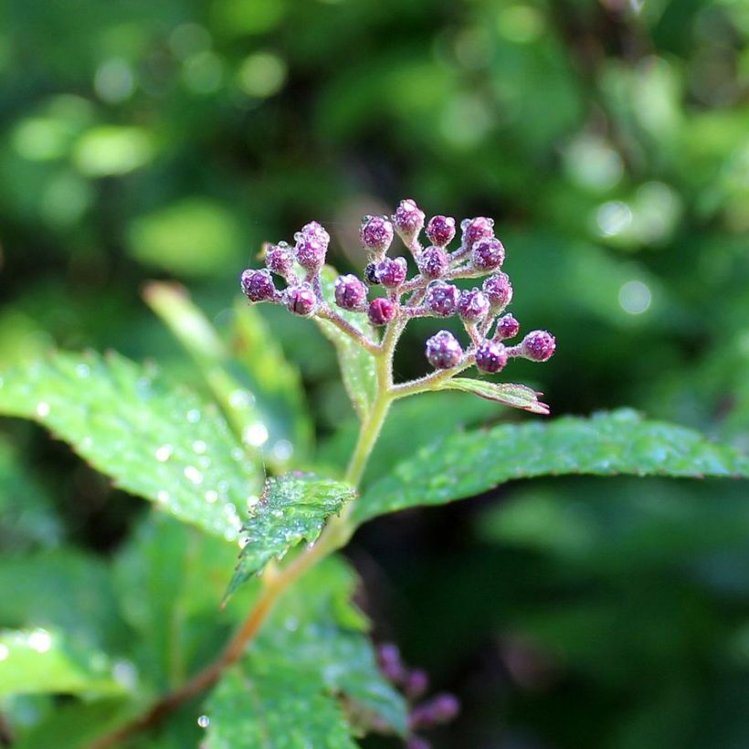 Sommerspiere Darts Red - Spiraea japonica (Blüte)