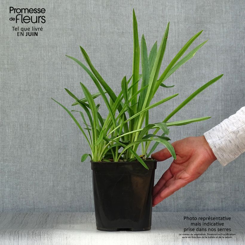 Exemplar von Spiranthes cernua var odorata Chadd's Ford - Drehwurz Topf mit 2L/3L wie im Sommer geliefert