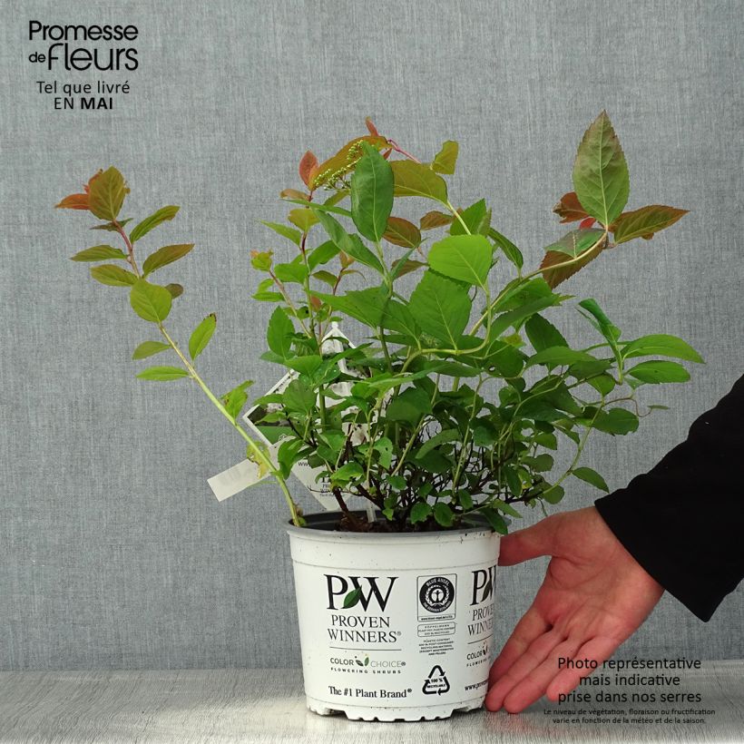 Exemplar von Sommerspiere Double Play Kazoo - Spiraea japonica Topf mit 2L/3L wie im Frühjahr geliefert