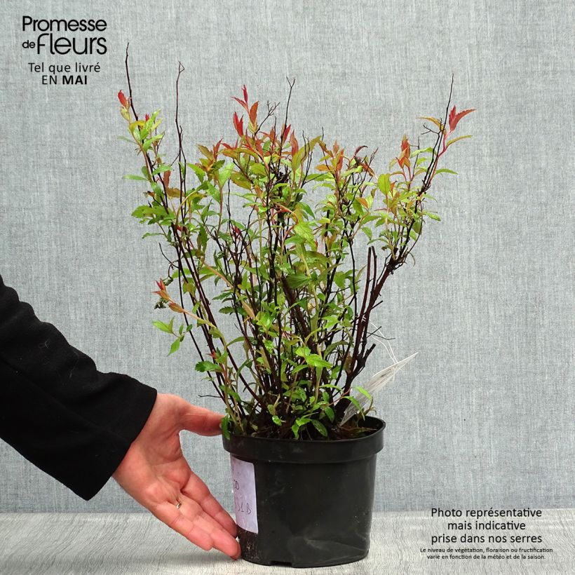 Example of Sommerspiere Neon Flash - Spiraea japonica Topf mit 2L/3L as you get in printemps