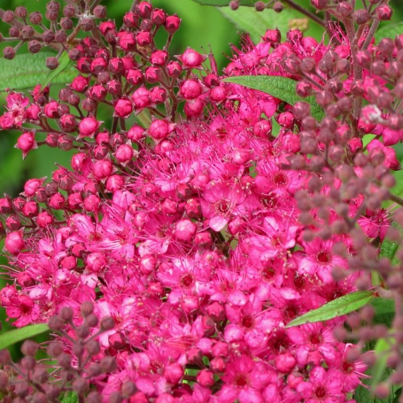 Sommerspiere Neon Flash - Spiraea japonica (Flowering)