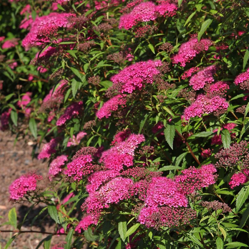 Sommerspiere Neon Flash - Spiraea japonica (Plant habit)