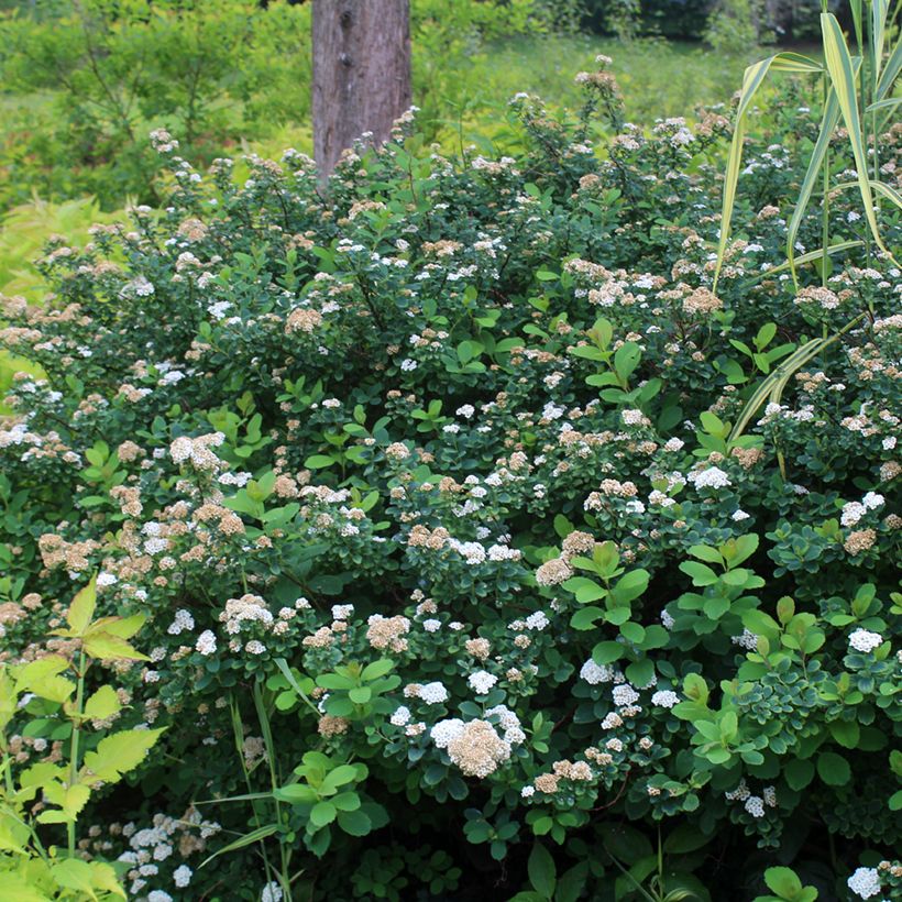 Birkenblättrige Spiere Tor - Spiraea betulifolia (Wuchs)
