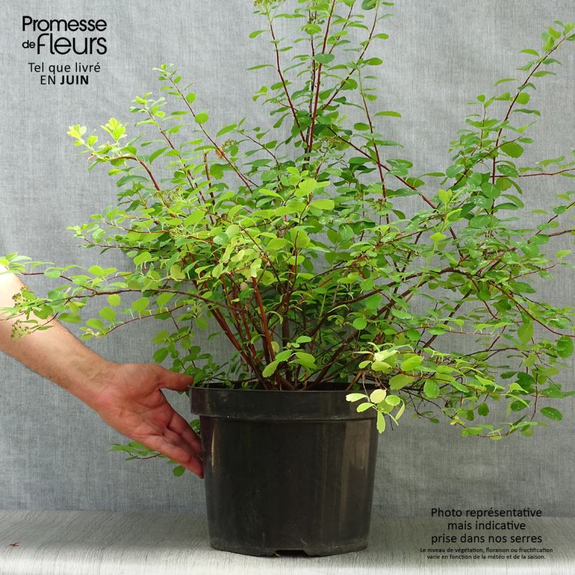Exemplar von Birkenblättrige Spiere Tor - Spiraea betulifolia Topf mit 7,5L/10L wie im Sommer geliefert