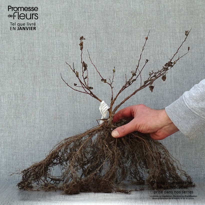 Exemplar von Birkenblättrige Spiere Tor - Spiraea betulifolia Wurzelnackt wie im Winter geliefert