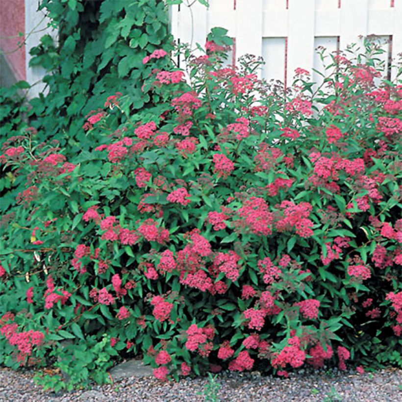 Rote Sommerspiere Anthony Waterer - Spiraea japonica (Plant habit)