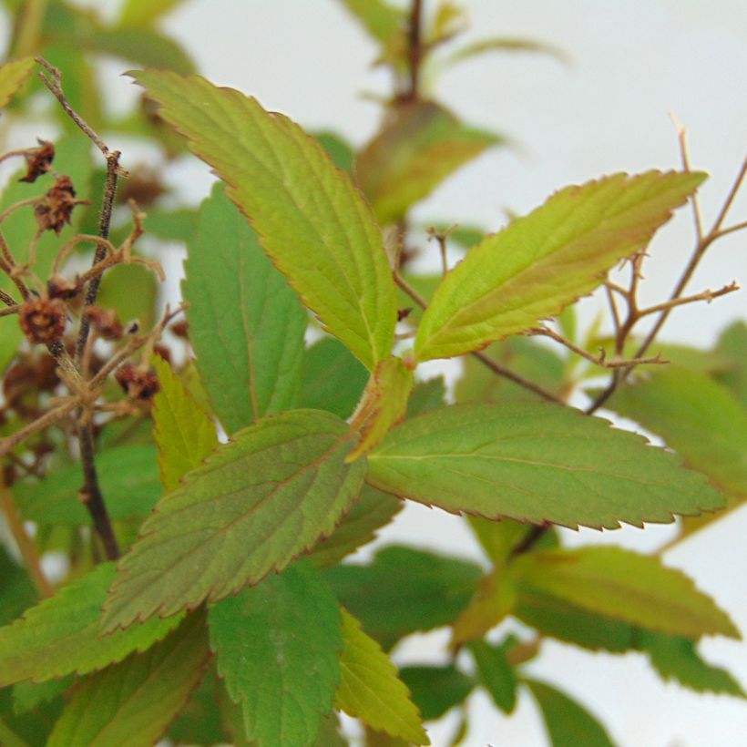Rote Sommerspiere Anthony Waterer - Spiraea japonica (Foliage)