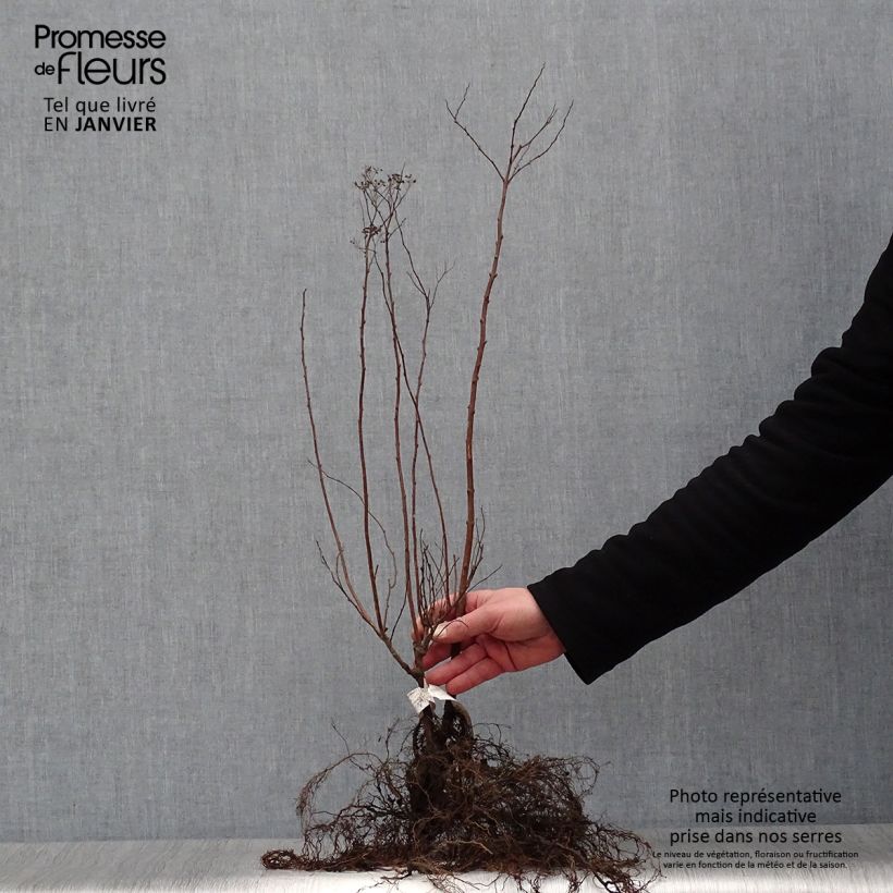 Example of Rote Sommerspiere Anthony Waterer - Spiraea japonica Wurzelnackt as you get in hiver